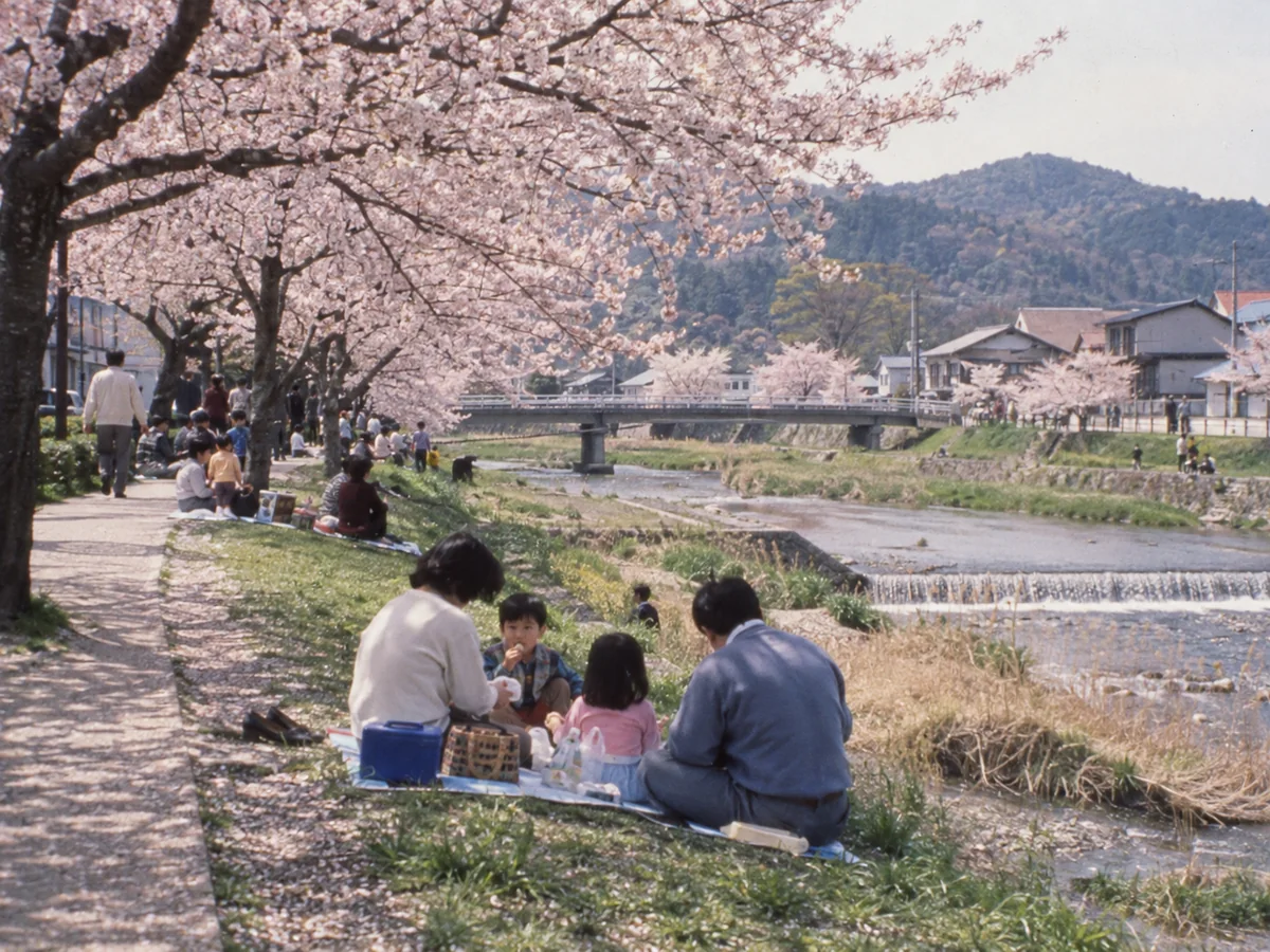 平成期の桜野川沿いで花見をする家族